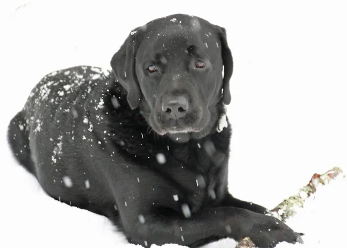 Gletscherfloh By Interhome Grindelwald